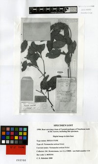 Holotype of Neonauclea sericea Ridl. [family RUBIACEAE]