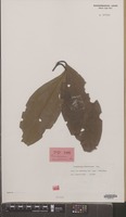 Isotype of Cinnamomum cambodianum Lecomte [family LAURACEAE]