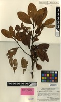 Type of Litsea fulvosericea C.K.Allen [family LAURACEAE]