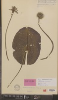 Type of Nymphaea macrosperma Merr. & L.M.Perry [family NYMPHAEACEAE]