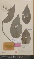 Isotype of Loranthus miniatus Elmer [family LORANTHACEAE]