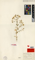 Isotype of Swertia pinetorum Kerr [family GENTIANACEAE]