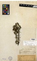 Isotype of Hydrilla verticillata (L.f.) Royle [family HYDROCHARITACEAE]