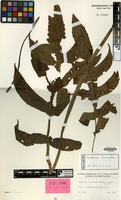 Isotype of Diplazium formosanum Rosenst. [family PTERIDOPHYTA]