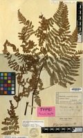 Lectotype of Cheilanthes alpina Blume [family PTERIDOPHYTA]