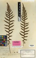 Type of Polypodium decursivepinnatum H.C.Hall [family PTERIDOPHYTA]
