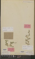 Syntype of Selaginella japonica Miq. [family PTERIDOPHYTA]