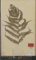 Type of Asplenium otophorum Miq. [family PTERIDOPHYTA]