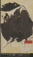 Syntype of Pavetta macroptera Miq. [family RUBIACEAE]