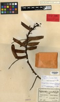 Isotype of Calyptrochilum orientale Schltr. [family ORCHIDACEAE]