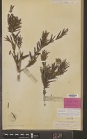 Isotype of Chilianthus arboreus Benth. var. rosmarinaceus Kunze [family LOGANIACEAE]