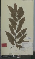Lectotype of Castanea crenata Siebold & Zucc. [family FAGACEAE]