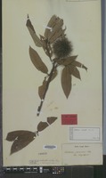 Lectotype of Castanea crenata Siebold & Zucc. [family FAGACEAE]