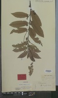 Lectotype of Castanea crenata Siebold & Zucc. [family FAGACEAE]