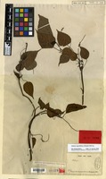 Isotype of Mallotus oppositifolius (Geiseler) Müll.Arg. var. integrifolius Müll.Arg. [family EUPHORBIACEAE]