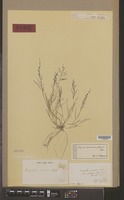 Isotype of Eragrostis unionis Steud. [family GRAMINEAE]