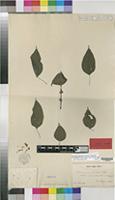 Isosyntype of Margarocarpus procridioides Wedd. [family URTICACEAE]