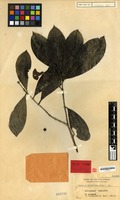 Isotype of Ixora confertiflora Merr. [family RUBIACEAE]
