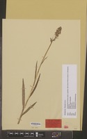 Holotype of Dactylorhiza traunsteineri (Saut. ex Rchb.) Soó subsp. carpatica Batoušek & Kreutz [family ORCHIDACEAE]