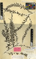Type of Trichomanes auriculatum Blume [family PTERIDOPHYTA]