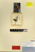 Isotype of Trichomanes latemarginale D.C.Eaton [family PTERIDOPHYTA]