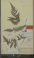 Isotype of Aspidium devexum Kunze [family DRYOPTERIDACEAE]