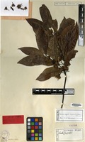 Type of Randia oxyodonta Drake [family RUBIACEAE]