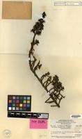 Type of Coprosma brassii Merr. & L.M.Perry [family RUBIACEAE]