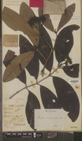 Holotype of Ixora grandifolia Zoll. & Moritzi [family RUBIACEAE]