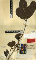 Holotype of Sarcocephalus junghuhnii Miq. [family RUBIACEAE]