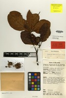 Holotype of Neonauclea coronata Ridsdale [family RUBIACEAE]