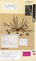 Isotype of Taraxacum heleonastes G.E.Haglund [family COMPOSITAE]