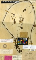 Isolectotype of Ficus serpillifolia Blume [family MORACEAE]