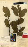 Type of Diospyros siamang Bakh. [family EBENACEAE]