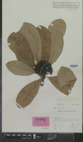 Type of Palaquium cochleariifolium P.Royen [family SAPOTACEAE]