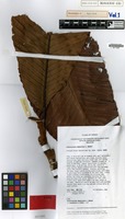 Type of Dipterocarpus megacarpus Madani [family DIPTEROCARPACEAE]