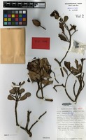 Holotype of Calophyllum austroindicum Kosterm. ex P.F.Stevens [family GUTTIFERAE]