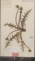 Paratype of Taraxacum exsertum Hagend., Soest & Zevenb. [family COMPOSITAE]