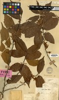 Type of Schoutenia ovata Korth. [family TILIACEAE]