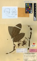 Isotype of Arytera densiflora Radlk. [family SAPINDACEAE]