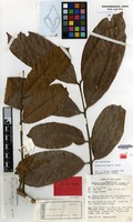 Holotype of Arytera multijuga H.Turner [family SAPINDACEAE]