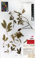 Isotype of Cossinia australiana S.T.Reynolds [family SAPINDACEAE]