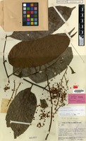 Isotype of Cupaniopsis caudata Merr. & L.M.Perry [family SAPINDACEAE]