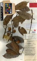 Holotype of Cupaniopsis rhytidocarpa Adema [family SAPINDACEAE]