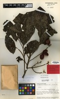 Type of Elattostachys goropuensis Adema [family SAPINDACEAE]