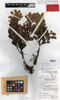 Holotype of Guioa pseudoamabilis Welzen [family SAPINDACEAE]