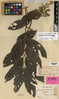 Syntype of Erioglossum edule (Blume) Blume var. album Blume [family SAPINDACEAE]