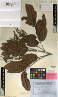 Isotype of Cupania cordieri F.Muell. [family SAPINDACEAE]