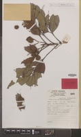 Isotype of Toechima monticola S.T.Reynolds [family SAPINDACEAE]
