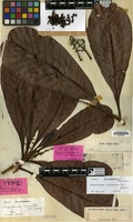 Lectotype of Buchanania auriculata Blume [family ANACARDIACEAE]